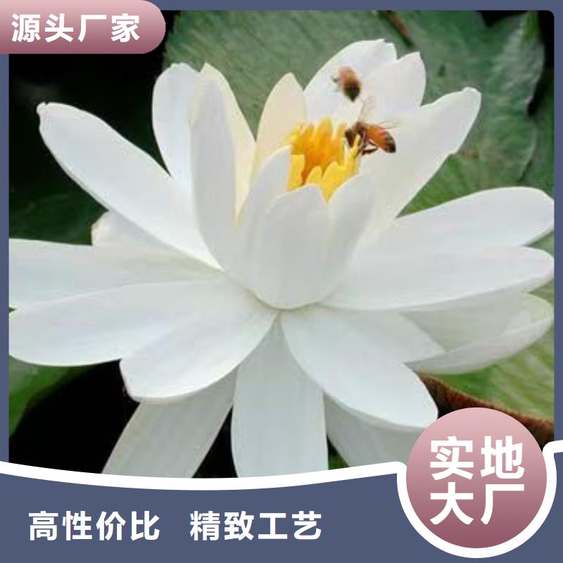 睡莲苗紫色睡莲苗让利客户