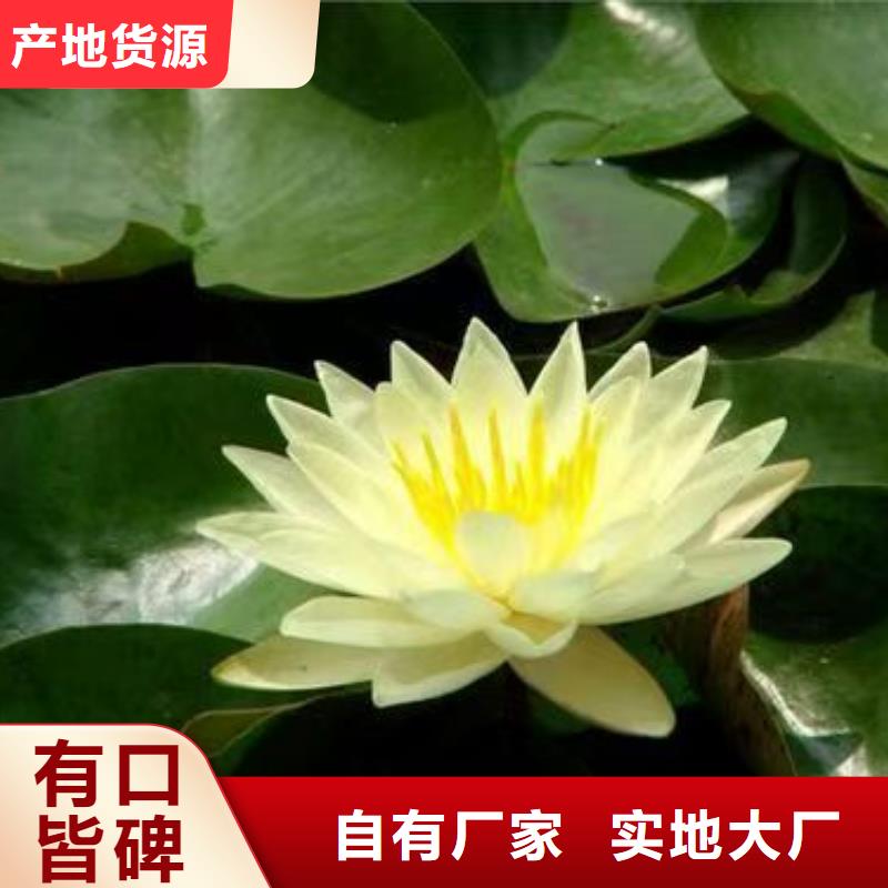 睡莲苗_荷花苗原料层层筛选