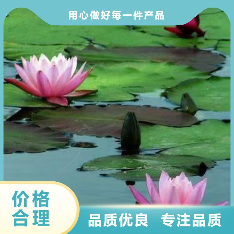 睡莲苗,鱼缸睡莲苗客户信赖的厂家