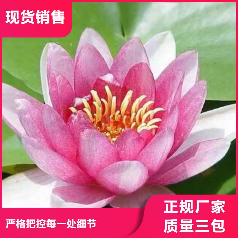 睡莲苗-进口睡莲苗物美价优