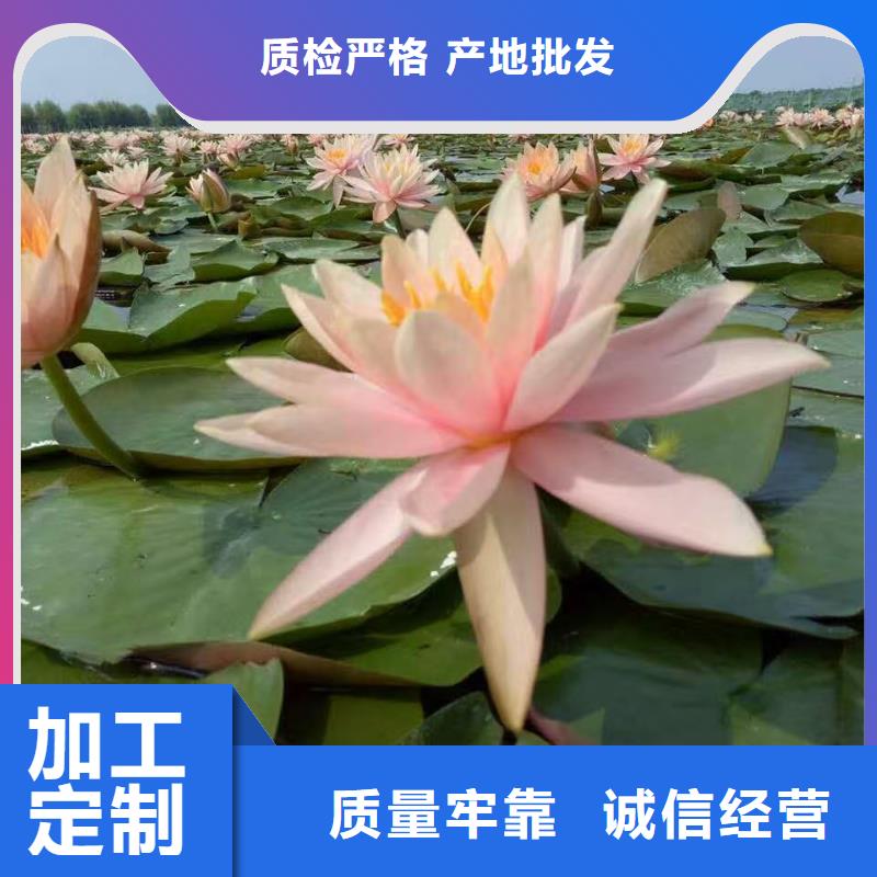 睡莲苗紫色睡莲苗快速报价
