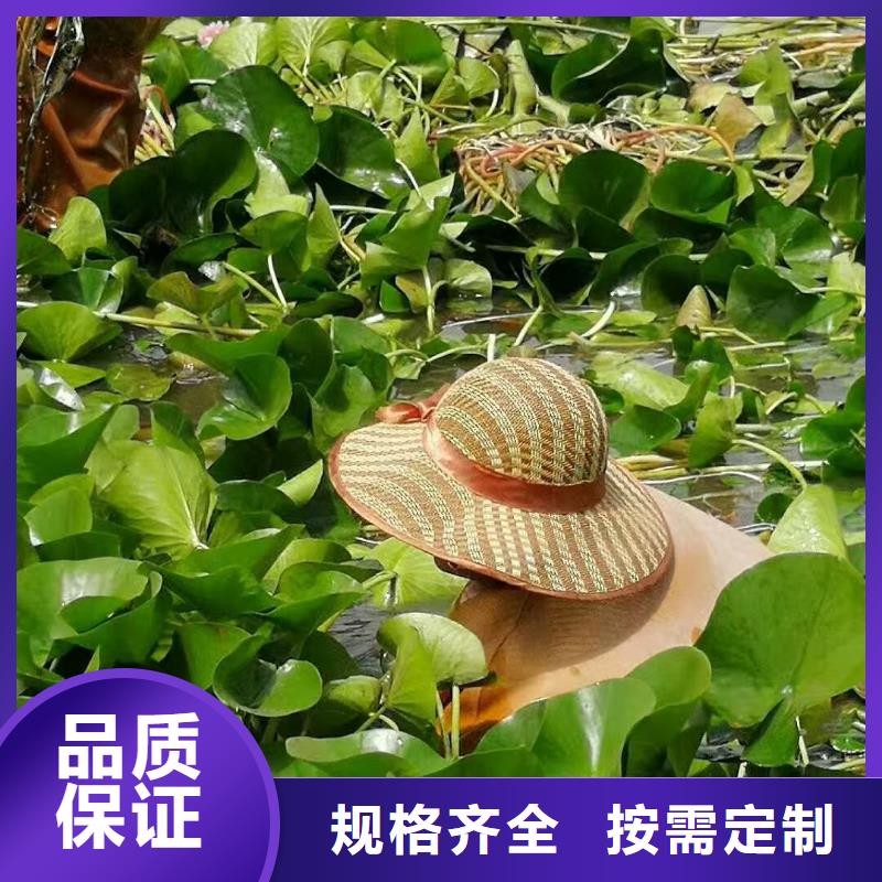 睡莲苗观赏睡莲苗实力公司