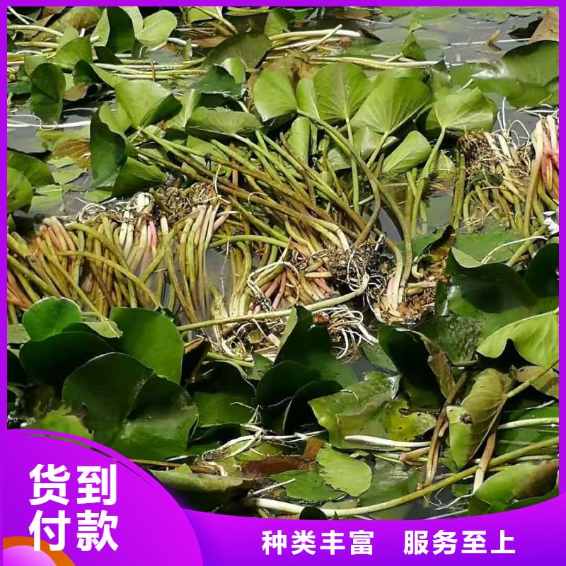 睡莲苗黄色睡莲苗实拍展现