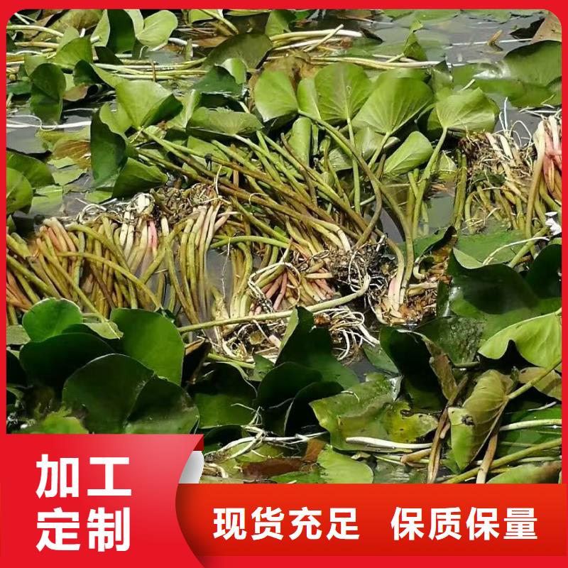 睡莲苗微型睡莲苗真诚合作