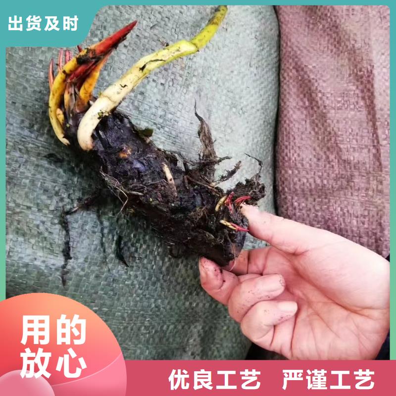 睡莲苗耐寒睡莲苗满足客户所需