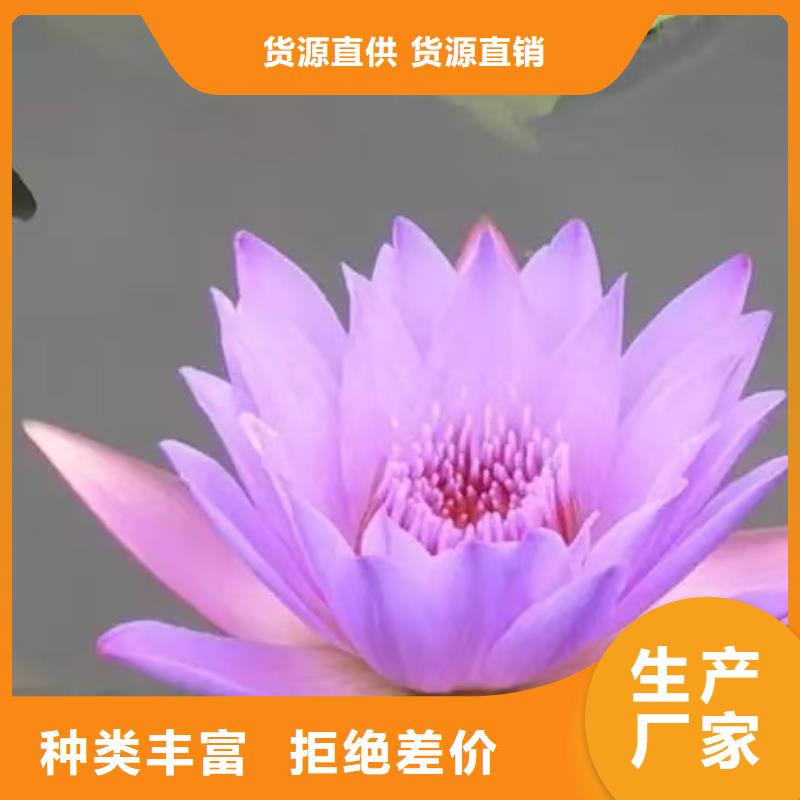 睡莲苗_荷花苗原料层层筛选