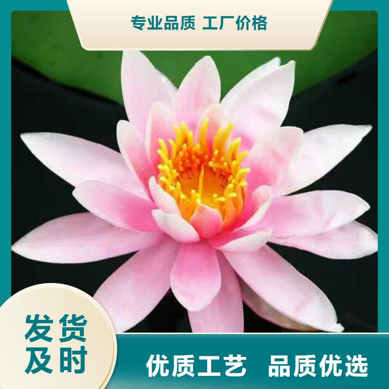 睡莲苗,微型睡莲苗当地货源