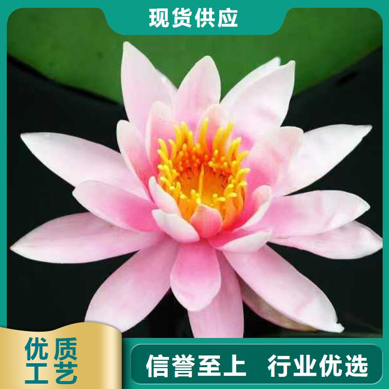 睡莲苗水生睡莲苗品质不将就