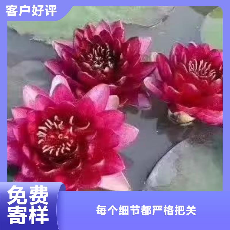 睡莲苗观赏睡莲苗实力公司