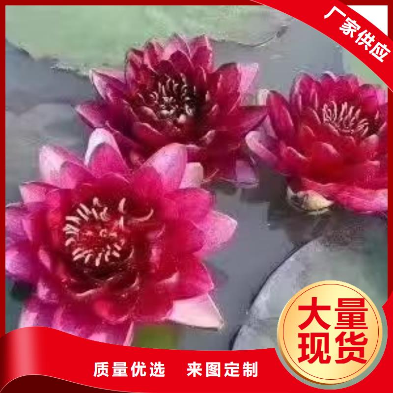 睡莲苗微型睡莲苗真诚合作