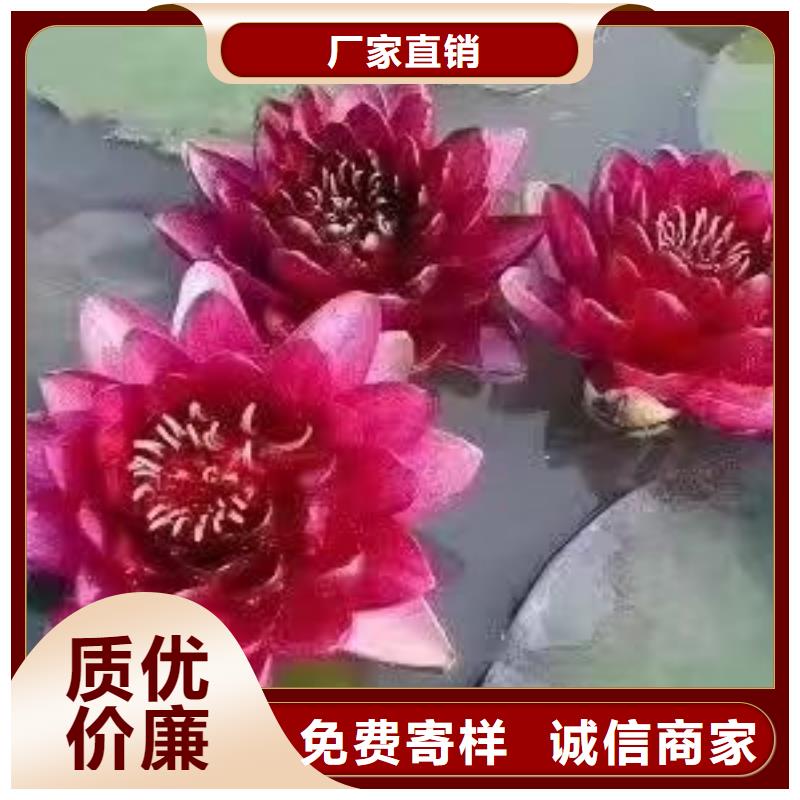 睡莲苗大花睡莲苗匠心品质