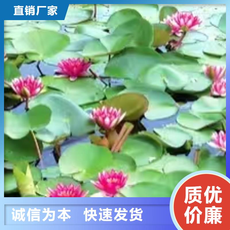 睡莲苗,鱼缸睡莲苗一个起售