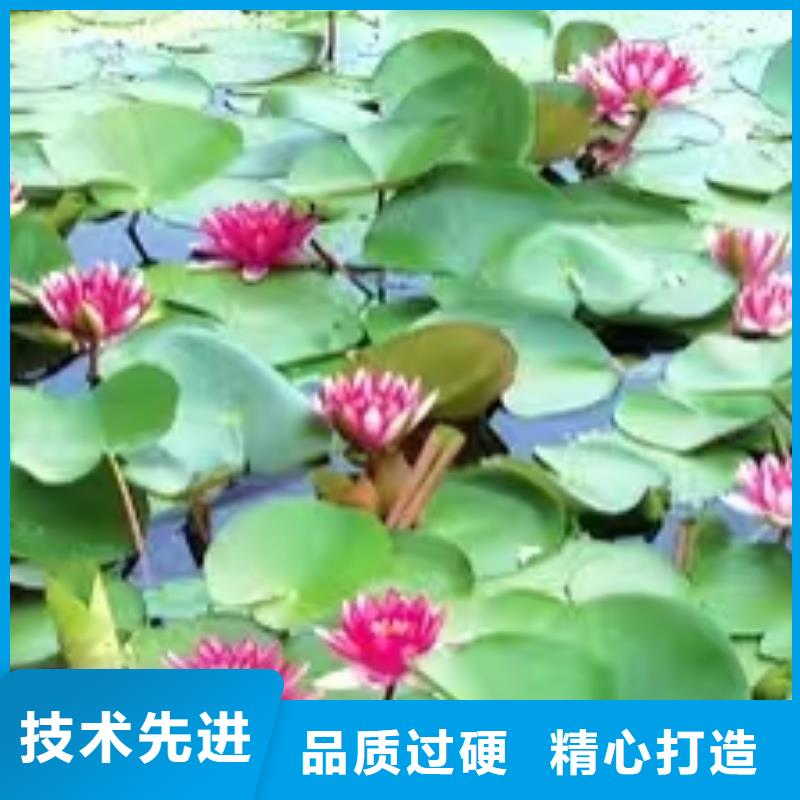 睡莲苗睡莲苗合作共赢