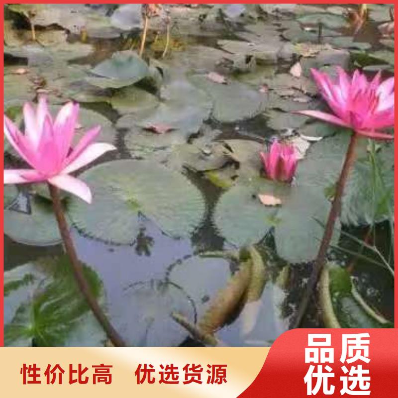 睡莲苗水生睡莲苗品质不将就