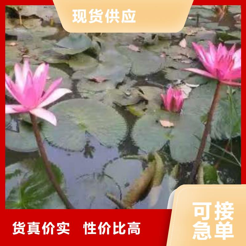 睡莲苗_粉色睡莲苗自有生产工厂