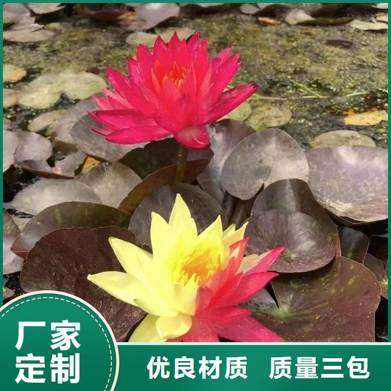 睡莲苗_荷花苗原料层层筛选