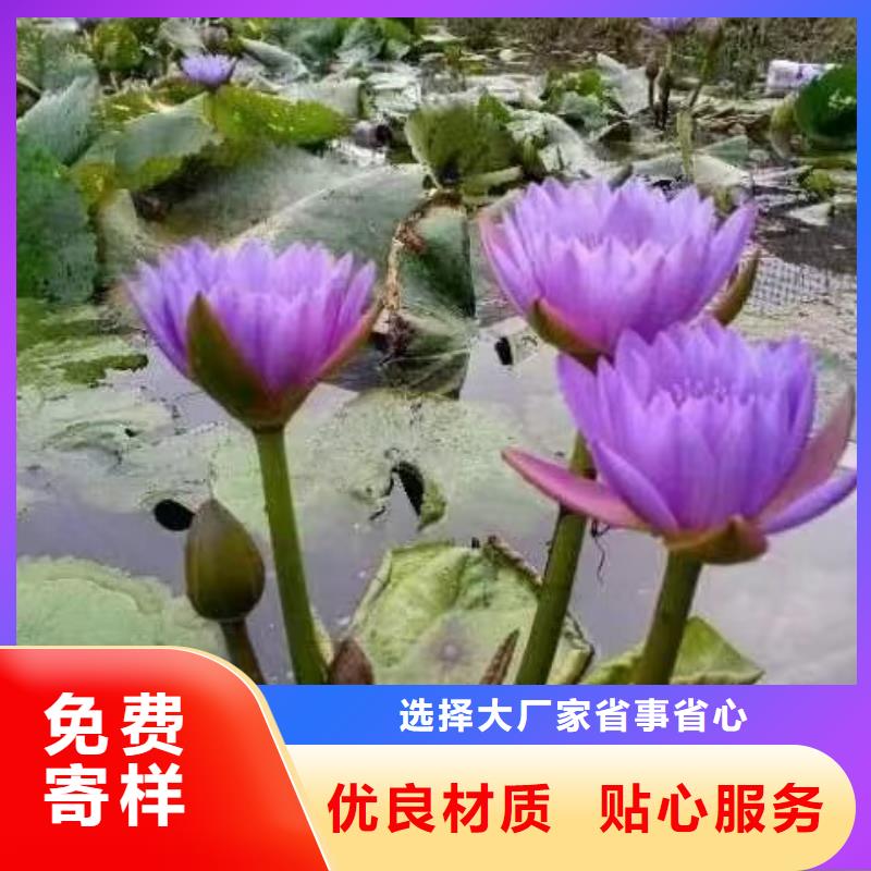 睡莲苗,鱼缸睡莲苗客户信赖的厂家