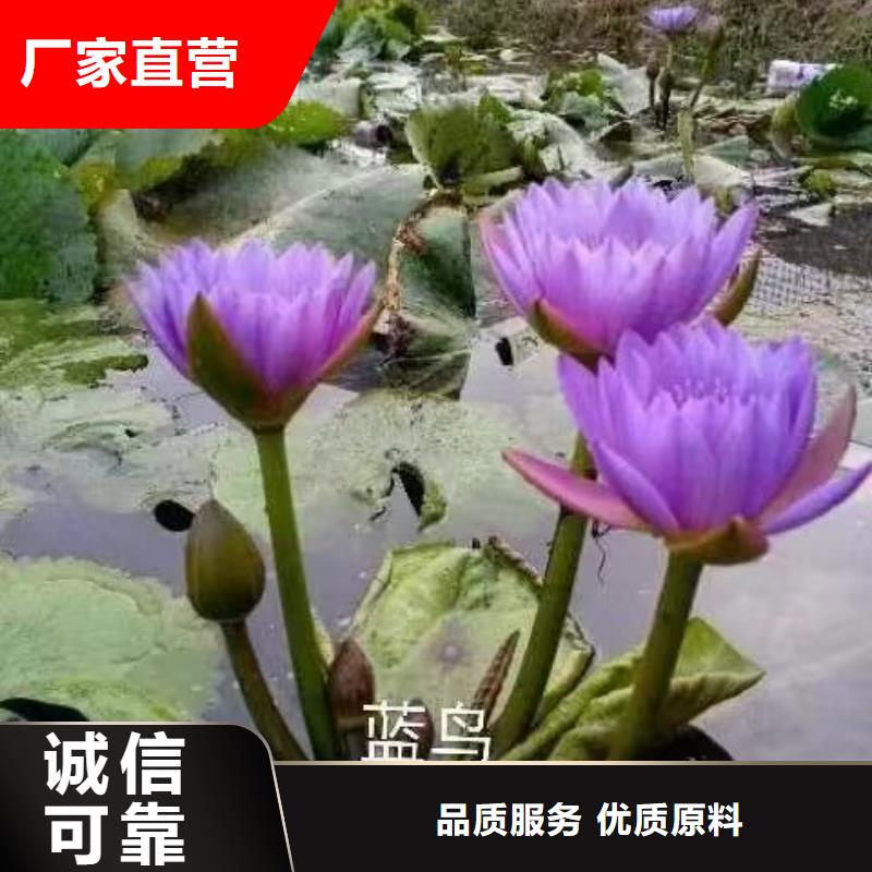 睡莲苗-池塘睡莲苗厂家货源
