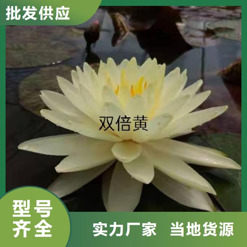 睡莲苗睡莲匠心品质