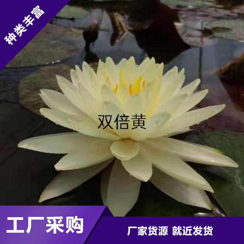睡莲苗紫色睡莲苗快速报价
