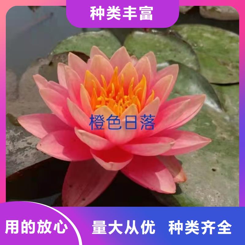 睡莲苗大花睡莲苗匠心品质