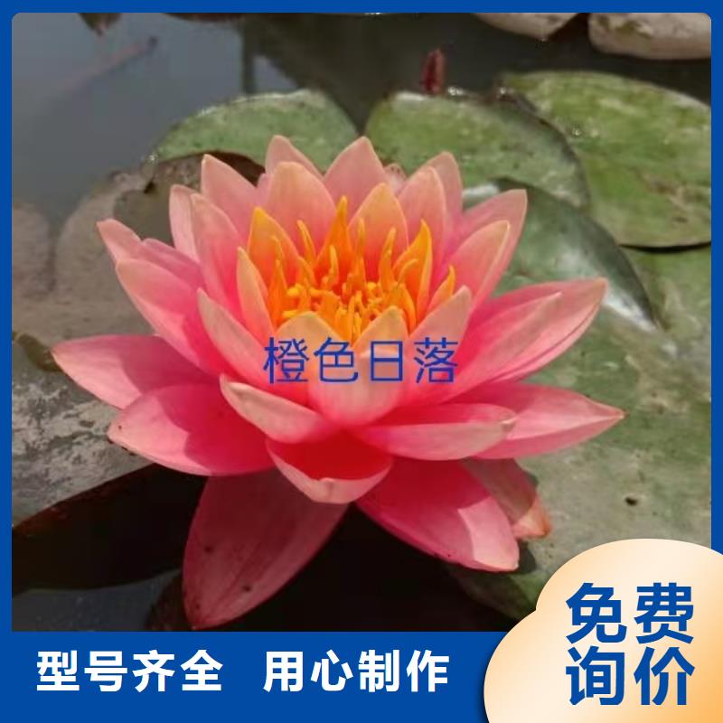 睡莲苗,鱼缸睡莲苗一个起售