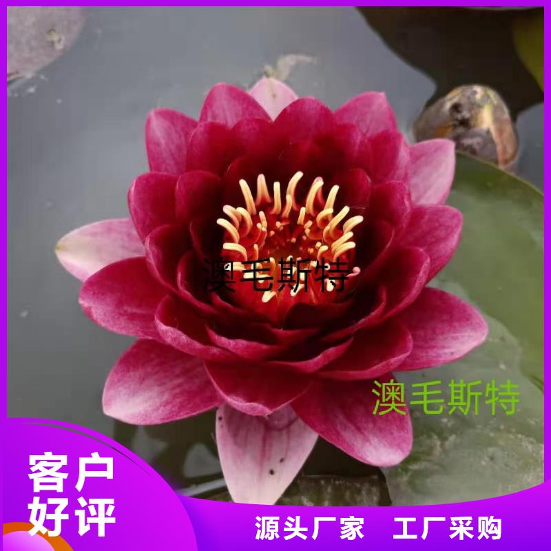睡莲苗,鱼缸睡莲苗一个起售