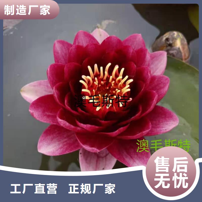 睡莲苗黄色睡莲苗实拍展现