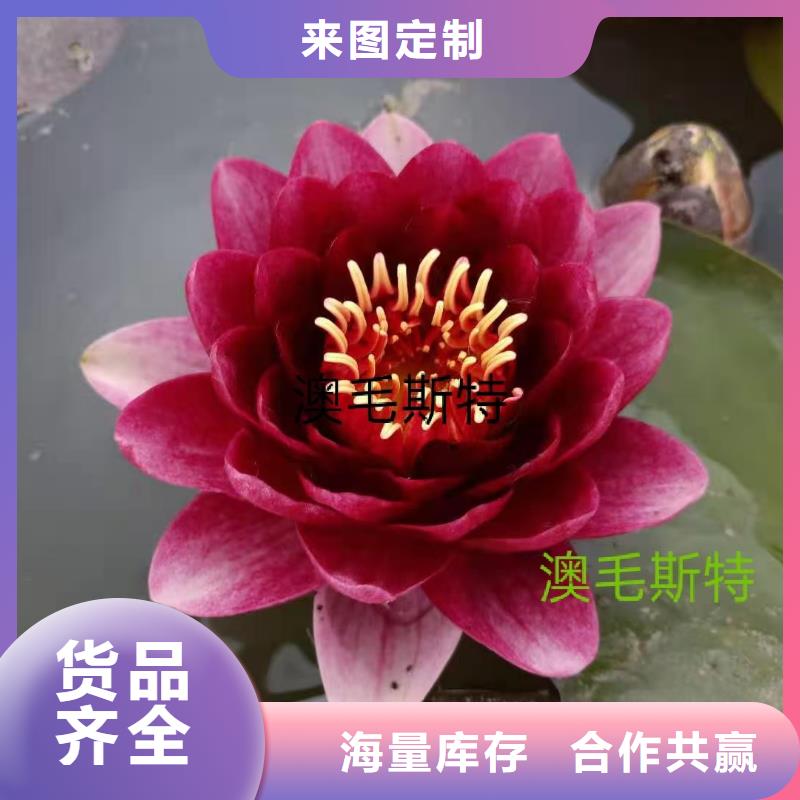睡莲苗观赏睡莲苗实力公司