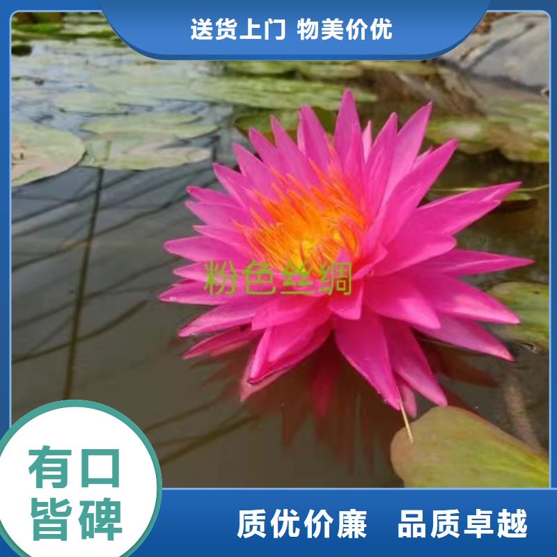 睡莲苗,鱼缸睡莲苗客户信赖的厂家