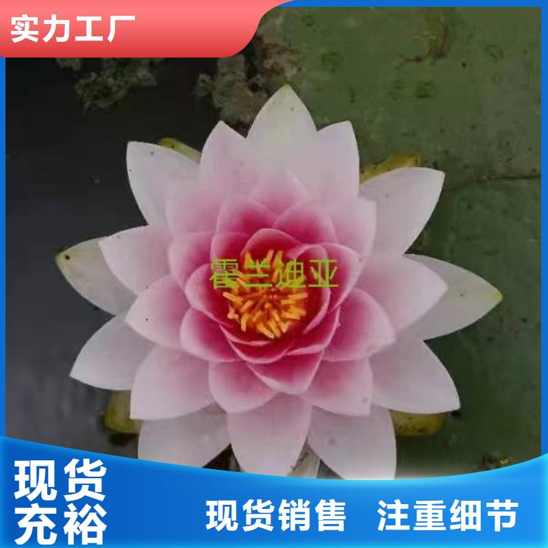 睡莲苗大花睡莲苗匠心品质