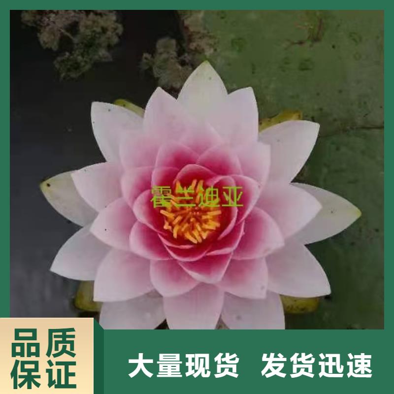睡莲苗,微型睡莲苗当地货源