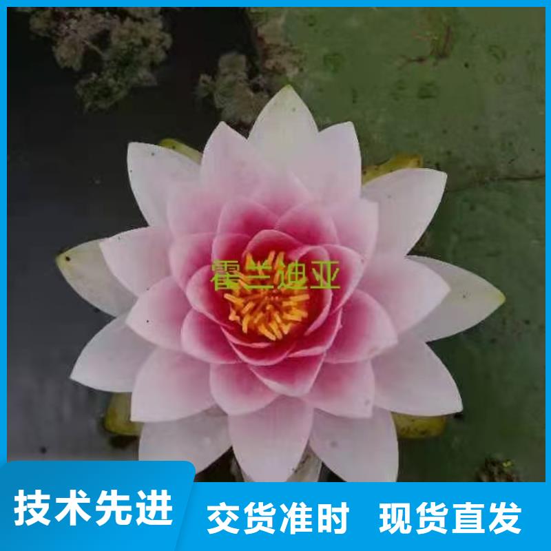 睡莲苗紫色睡莲苗让利客户