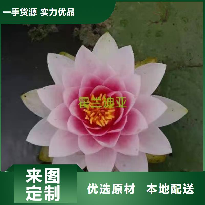 睡莲苗紫色睡莲苗让利客户