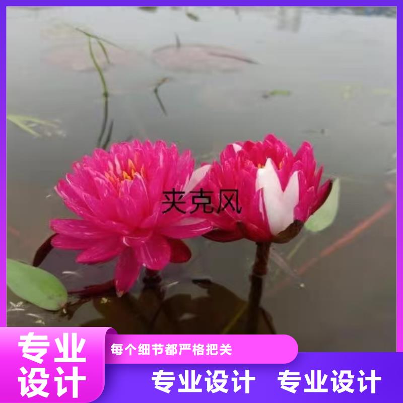 睡莲苗池塘睡莲苗可定制有保障