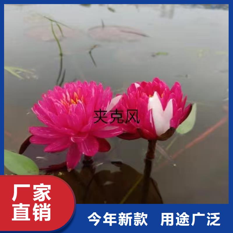睡莲苗紫色睡莲苗让利客户