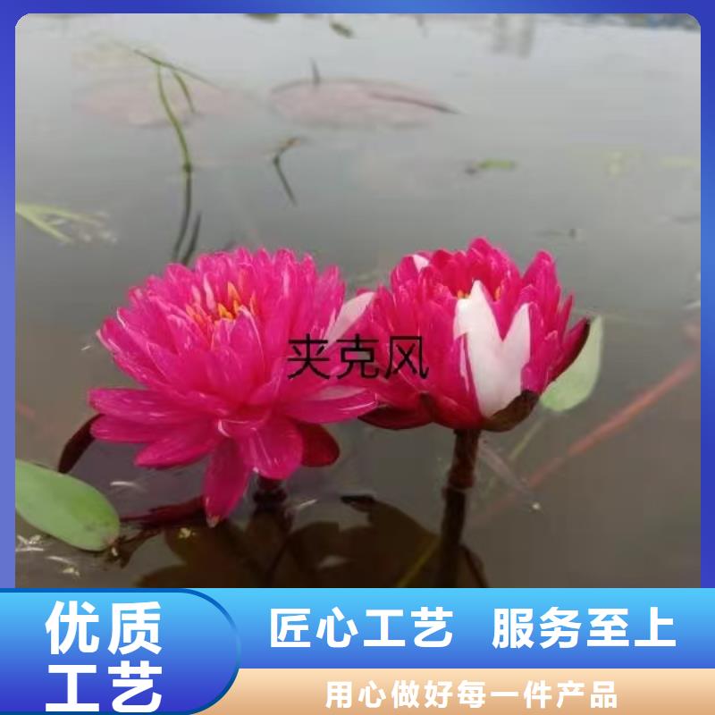 睡莲苗,微型睡莲苗当地货源