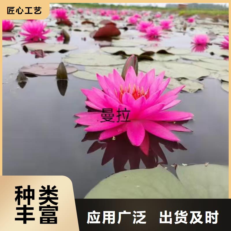 睡莲苗观赏睡莲苗实力公司