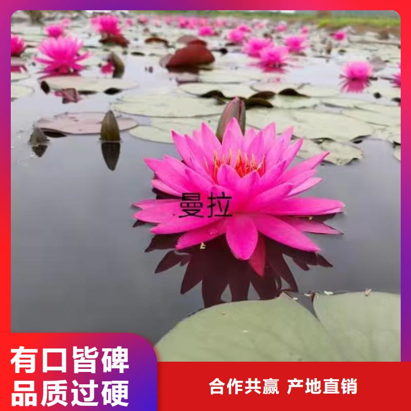 睡莲苗紫色睡莲苗让利客户