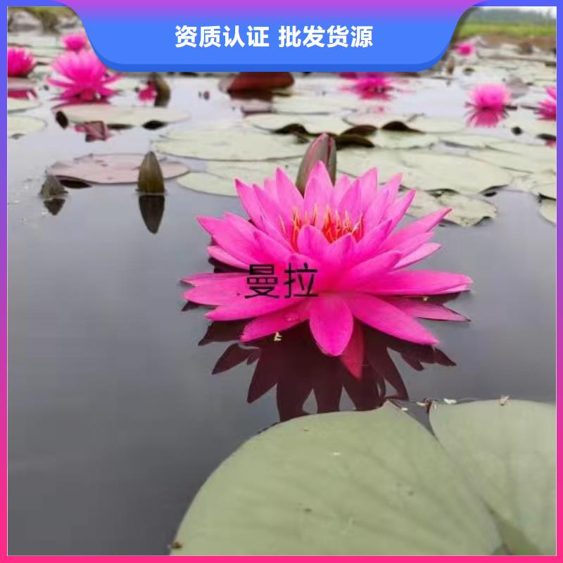睡莲苗微型睡莲苗真诚合作