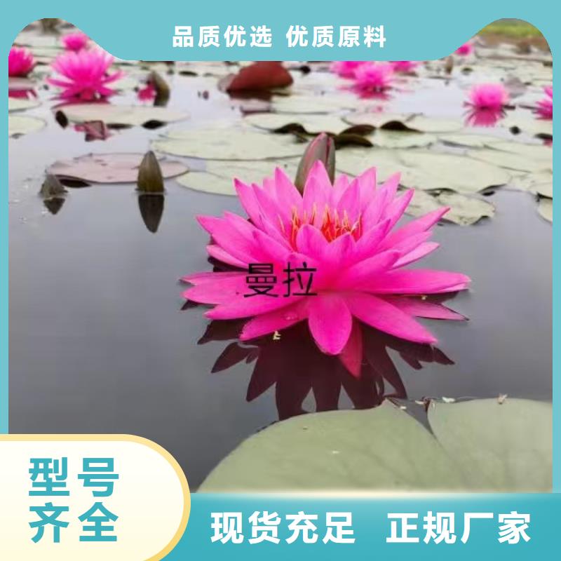 睡莲苗黄色睡莲苗实拍展现