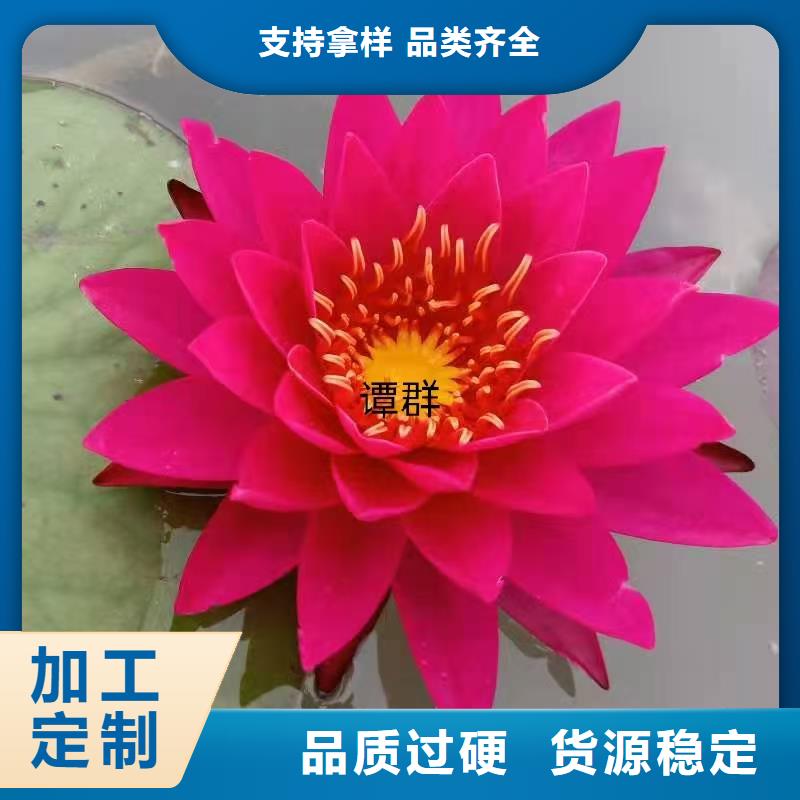 睡莲苗_荷花苗原料层层筛选