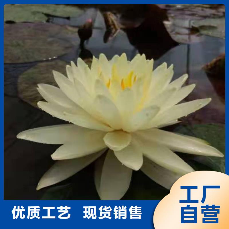 睡莲苗,鱼缸睡莲苗客户信赖的厂家