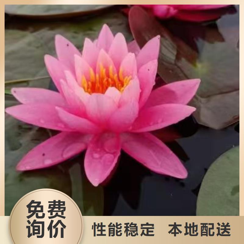 睡莲苗_莲花苗型号齐全