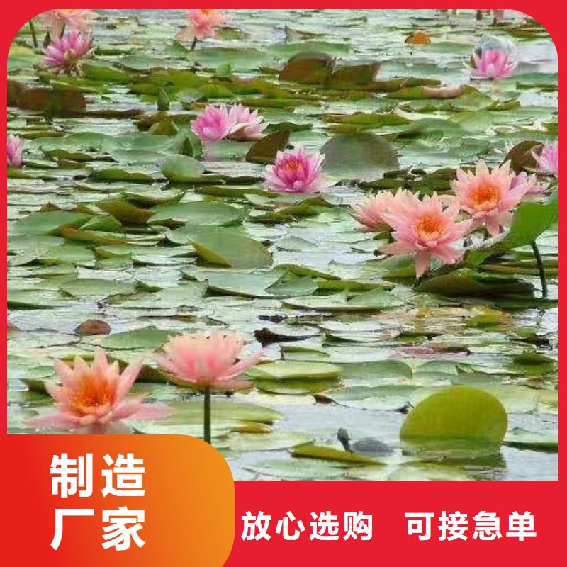 睡莲苗睡莲匠心品质