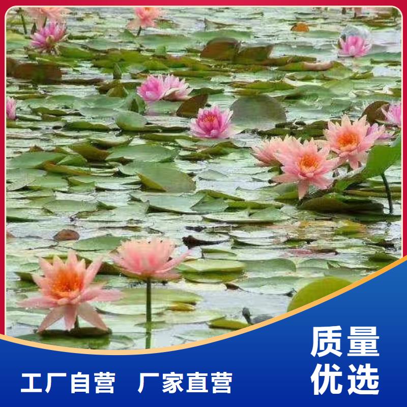睡莲苗观赏睡莲苗实力公司