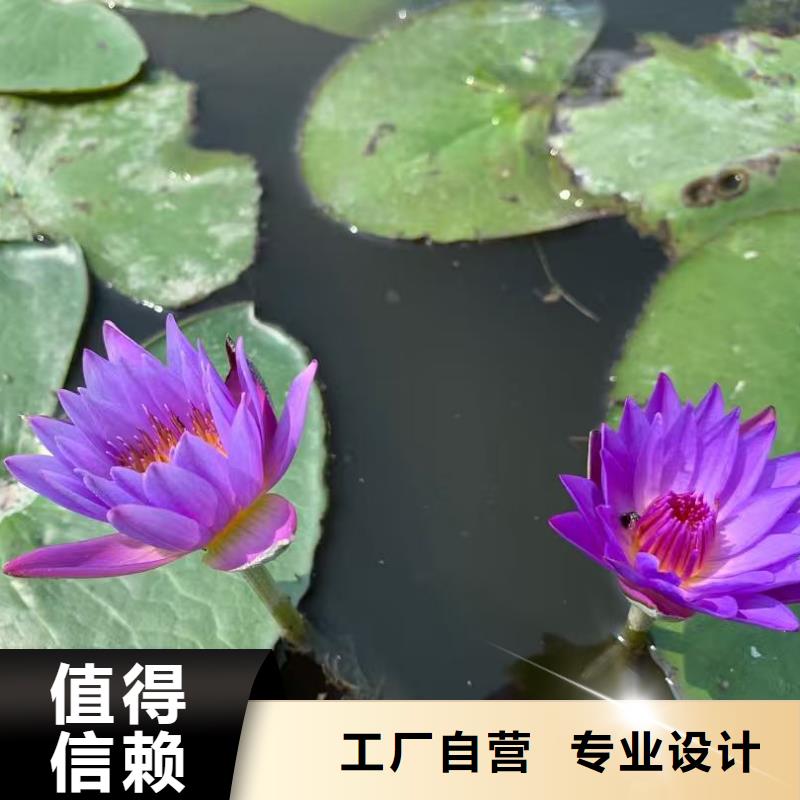 睡莲苗睡莲匠心品质
