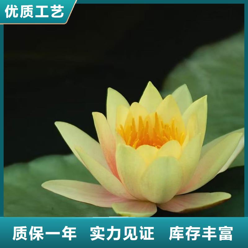 睡莲苗池塘睡莲苗可定制有保障
