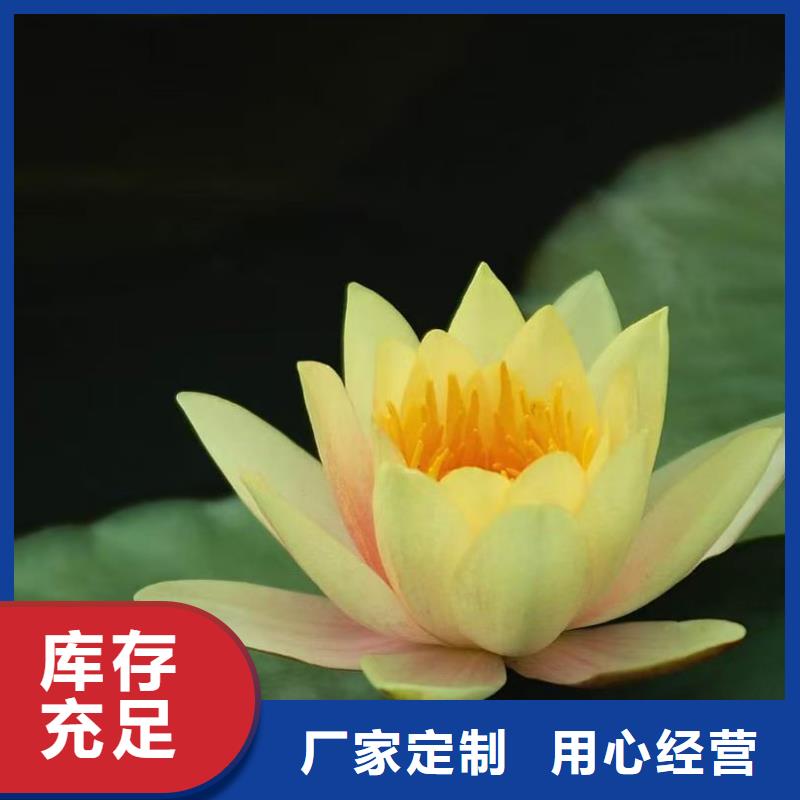 睡莲苗块茎睡莲苗多种规格可选