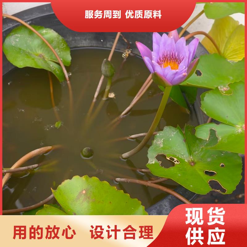 睡莲苗,鱼缸睡莲苗客户信赖的厂家